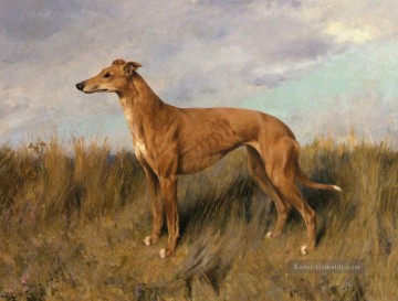 Henrietta Horn A Greyhound Arthur Wardle dog Ölgemälde